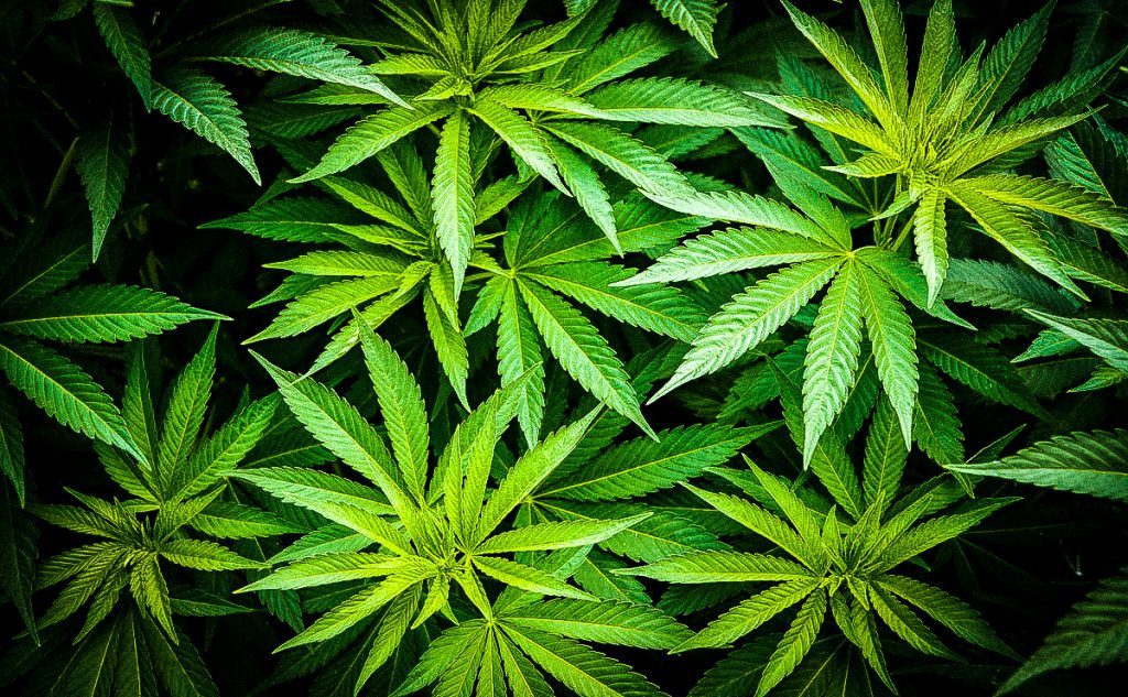 ¿Minnesota legalizará la marihuana recreativa en 2020?