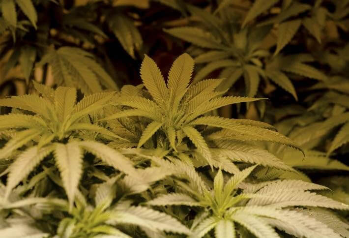 Minnesota Senate turns down recreational marijuana bill – for now